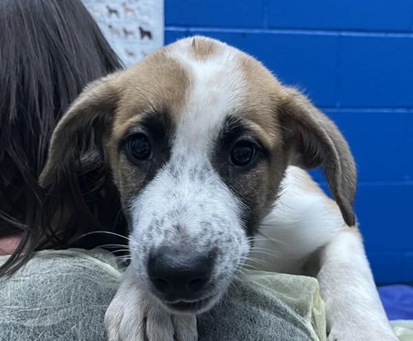 Enlarge Mufasa, a Adoptable mixed breed in Golden, CO image 2/3