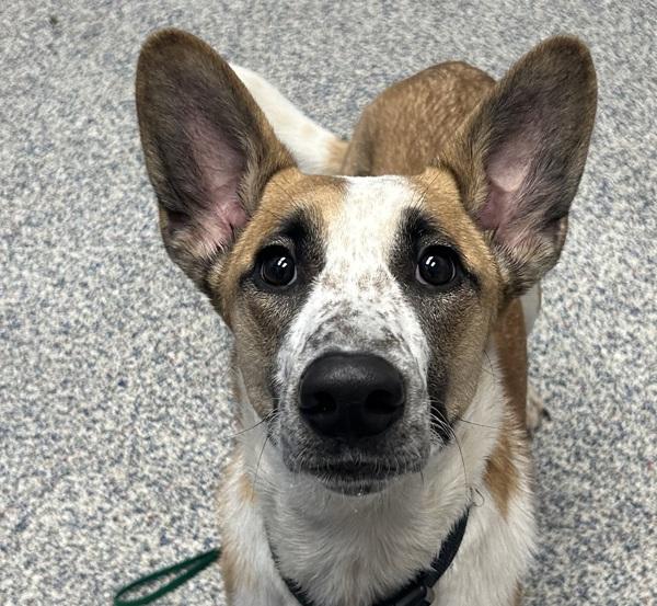 Enlarge Mufasa, a Adoptable mixed breed in Golden, CO image 3/3