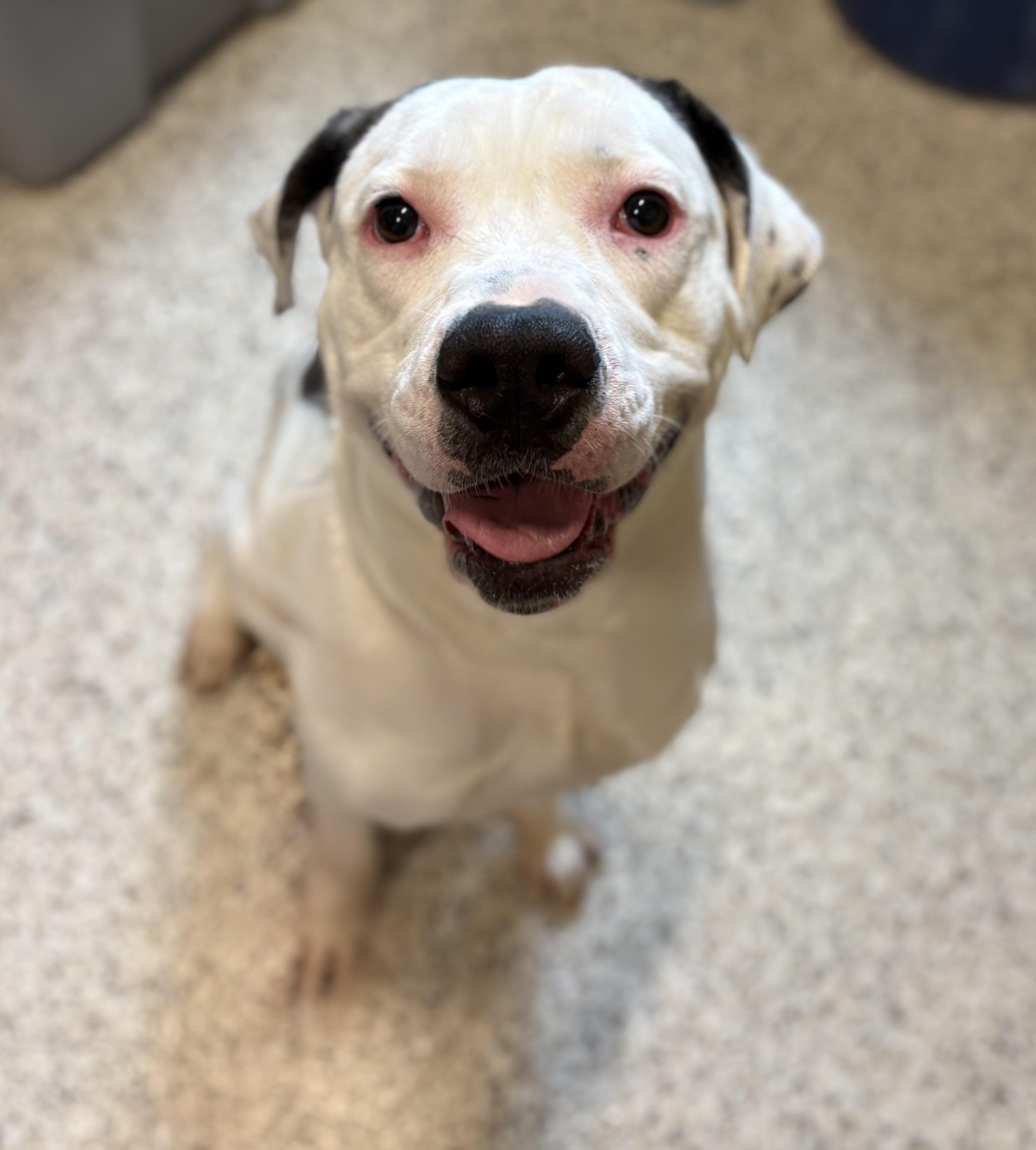 Michele, ADOPTABLE, Adult Female American Bulldog & Pit Bull Terrier.