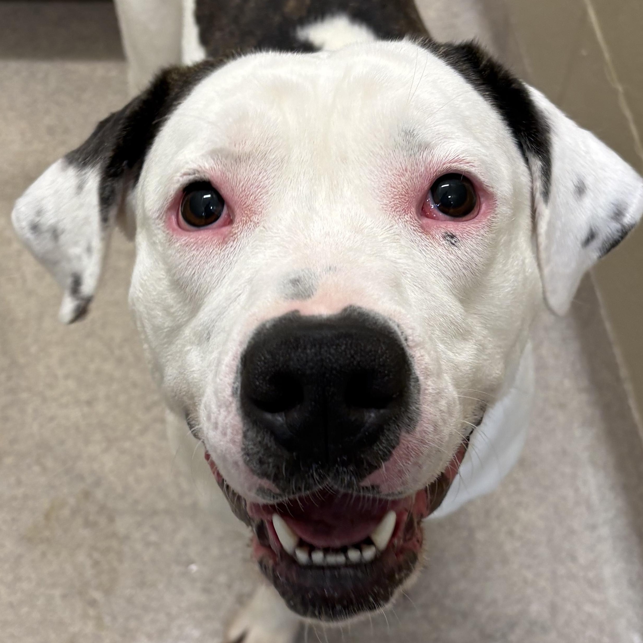 Enlarge Michele, a ADOPTABLE mixed breed in Youngstown, OH image 2/5