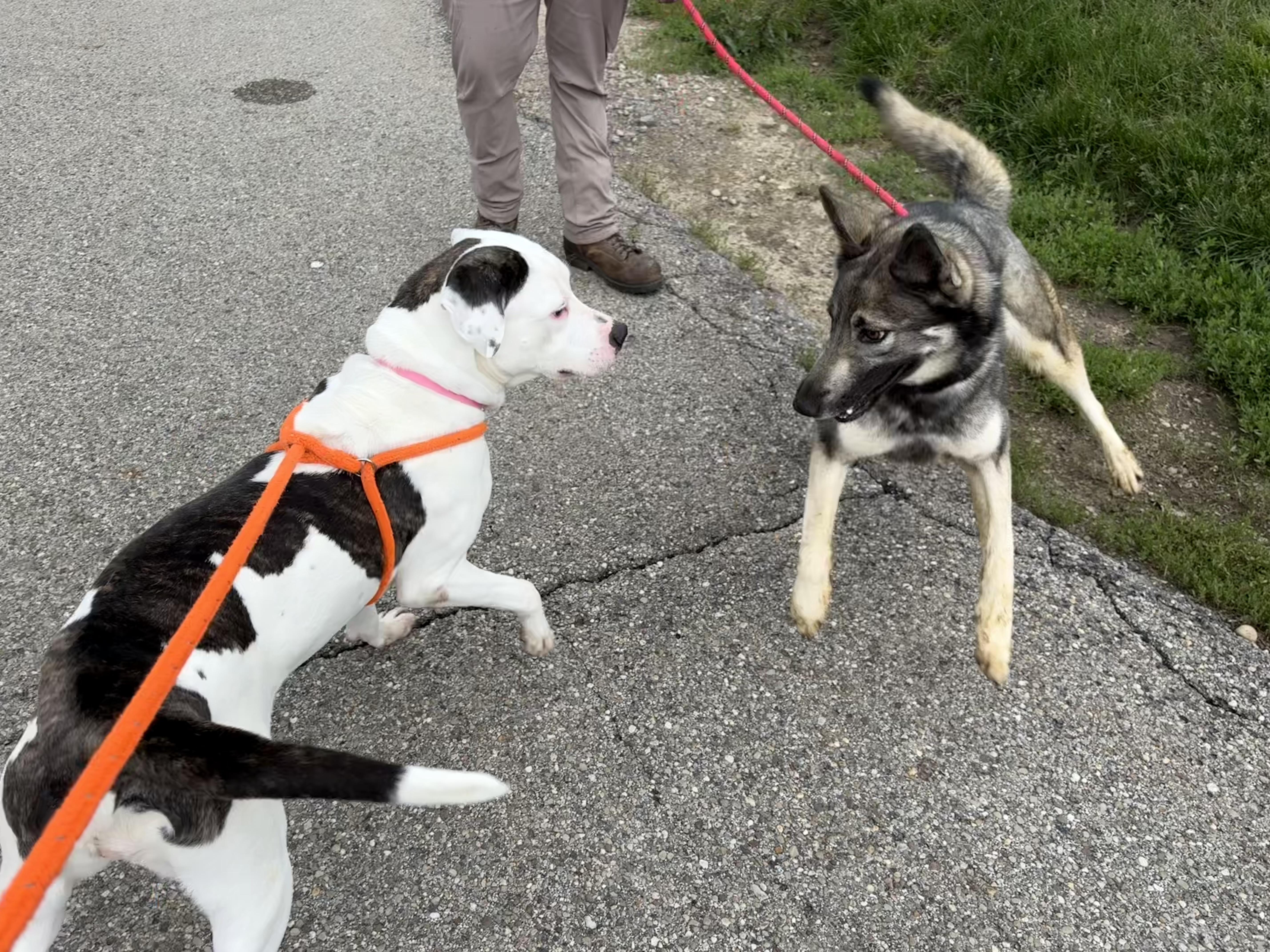 Enlarge Michele, a ADOPTABLE mixed breed in Youngstown, OH image 4/5