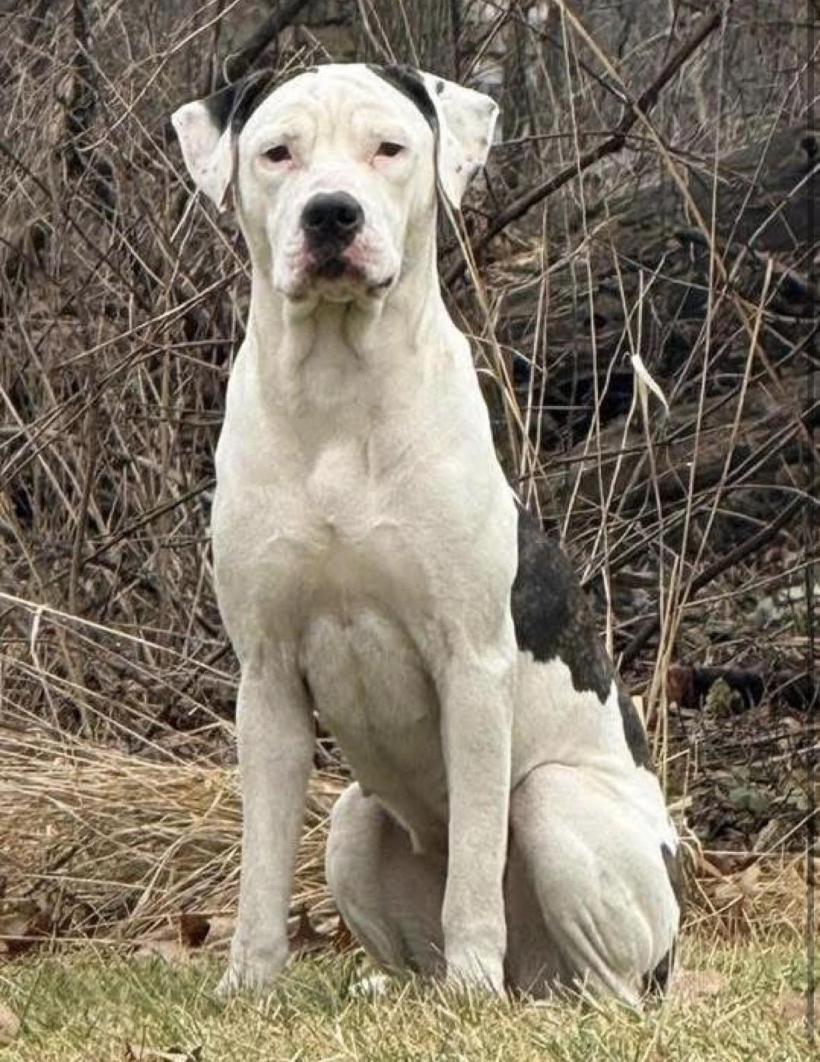 Enlarge Michele, a ADOPTABLE mixed breed in Youngstown, OH image 5/5