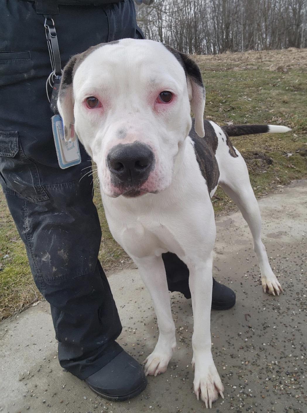Enlarge Michele, a ADOPTABLE mixed breed in Youngstown, OH image 3/5