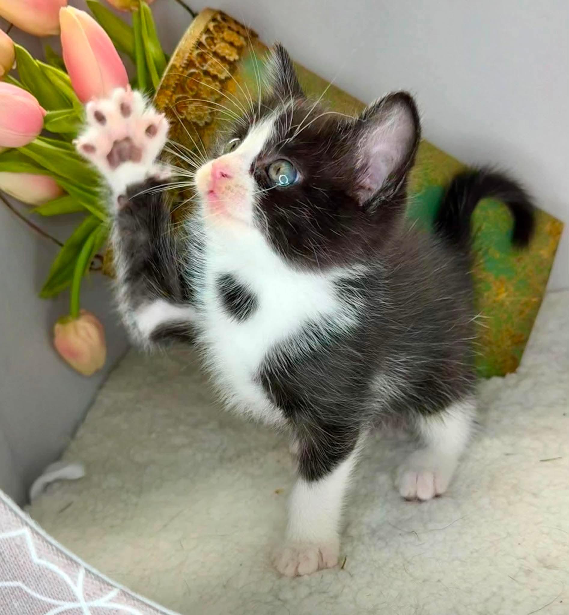 George - Sweet and affectionate, a Adoptable Domestic Short Hair in Caledonia, WI image 4/6