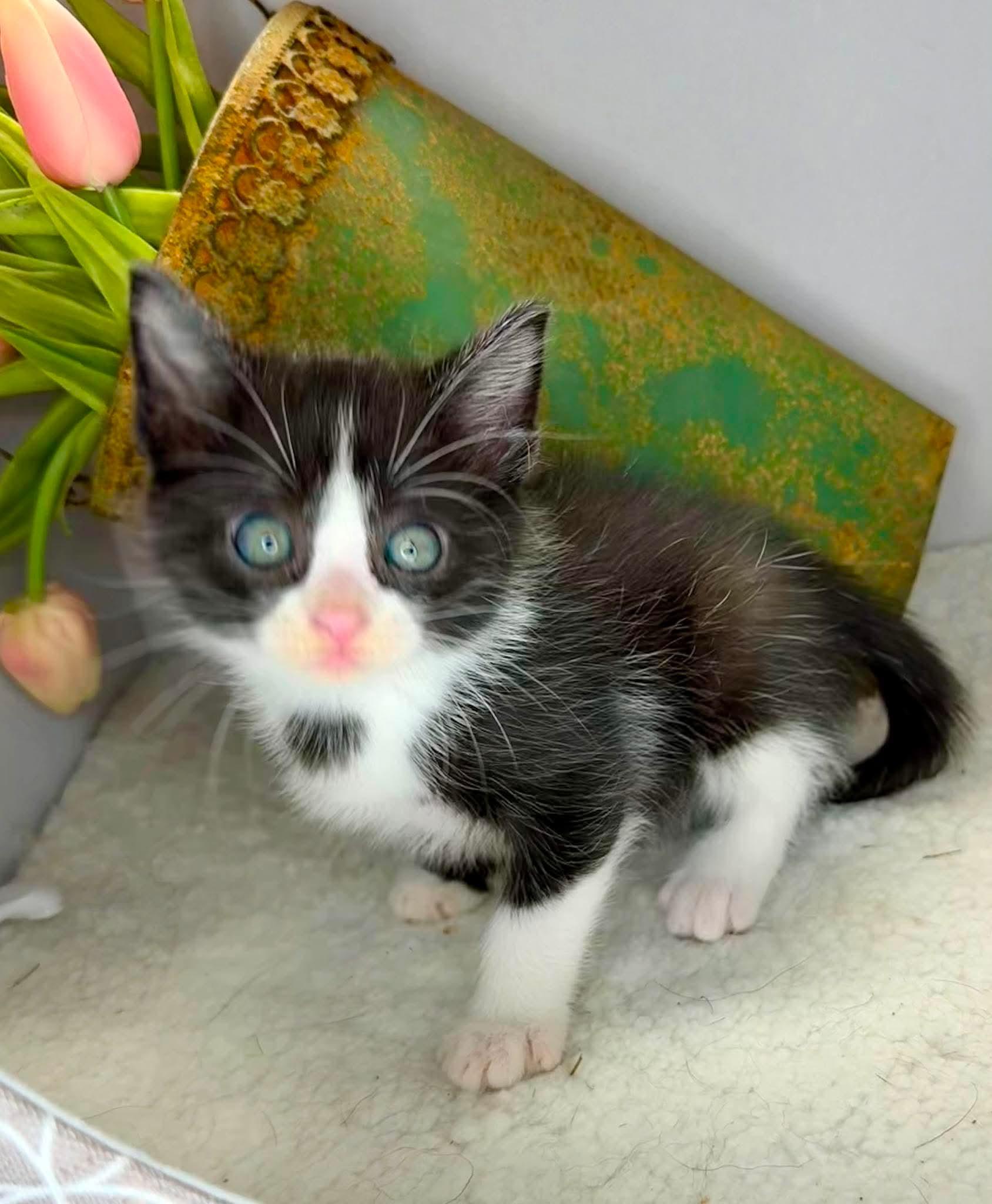 George - Sweet and affectionate, a Adoptable Domestic Short Hair in Caledonia, WI image 5/6