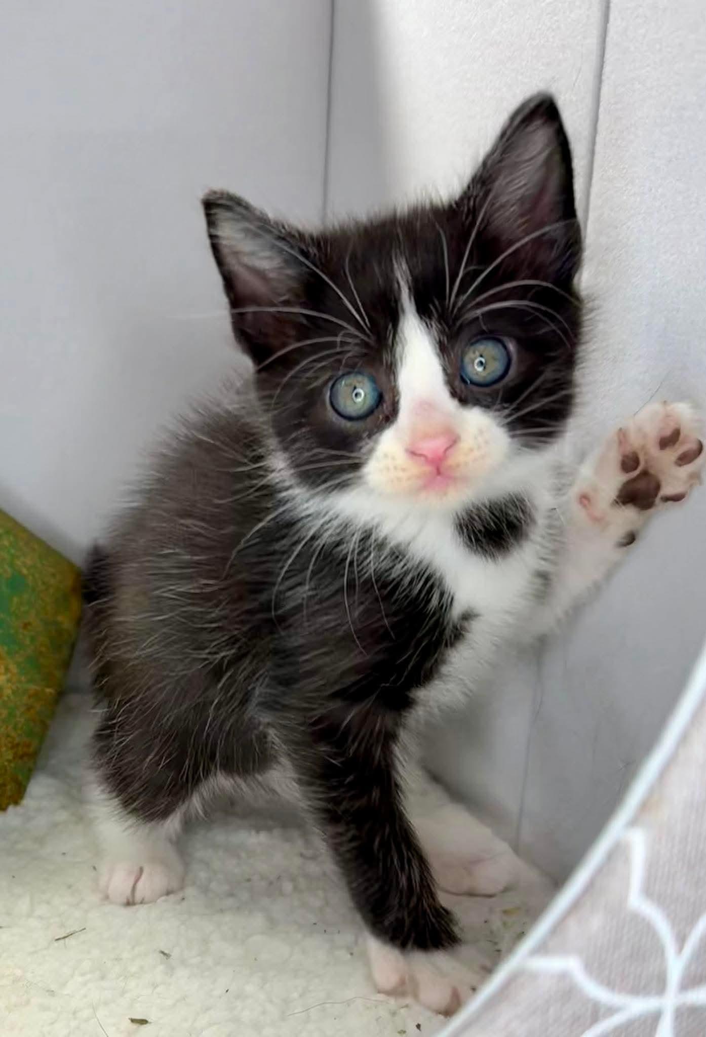 George - Sweet and affectionate, Adoptable, Kitten Male Domestic Short Hair.