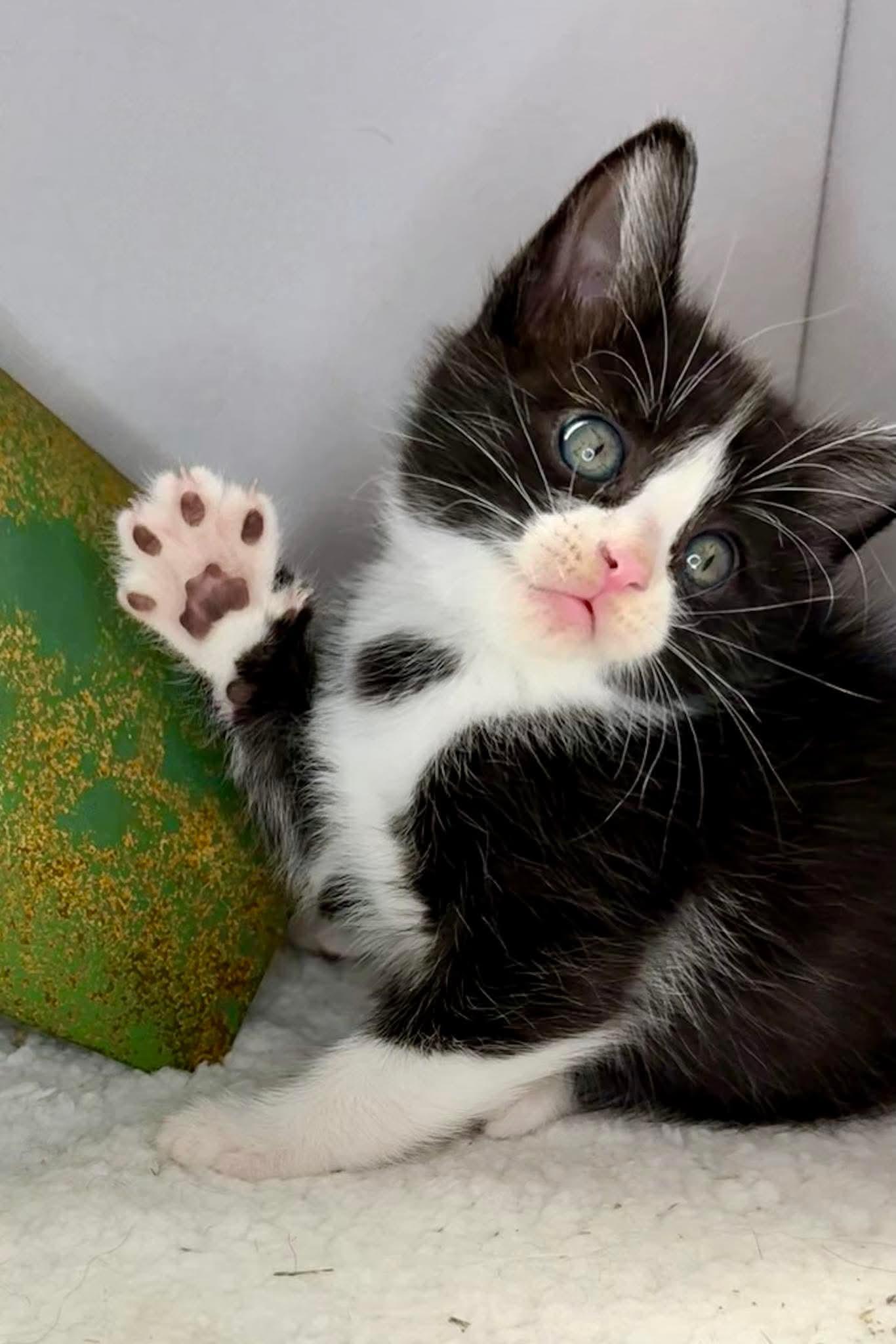 George - Sweet and affectionate, a Adoptable Domestic Short Hair in Caledonia, WI image 2/6