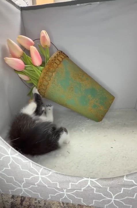 Enlarge George - Sweet and affectionate, a Adoptable Domestic Short Hair in Caledonia, WI video 3/6