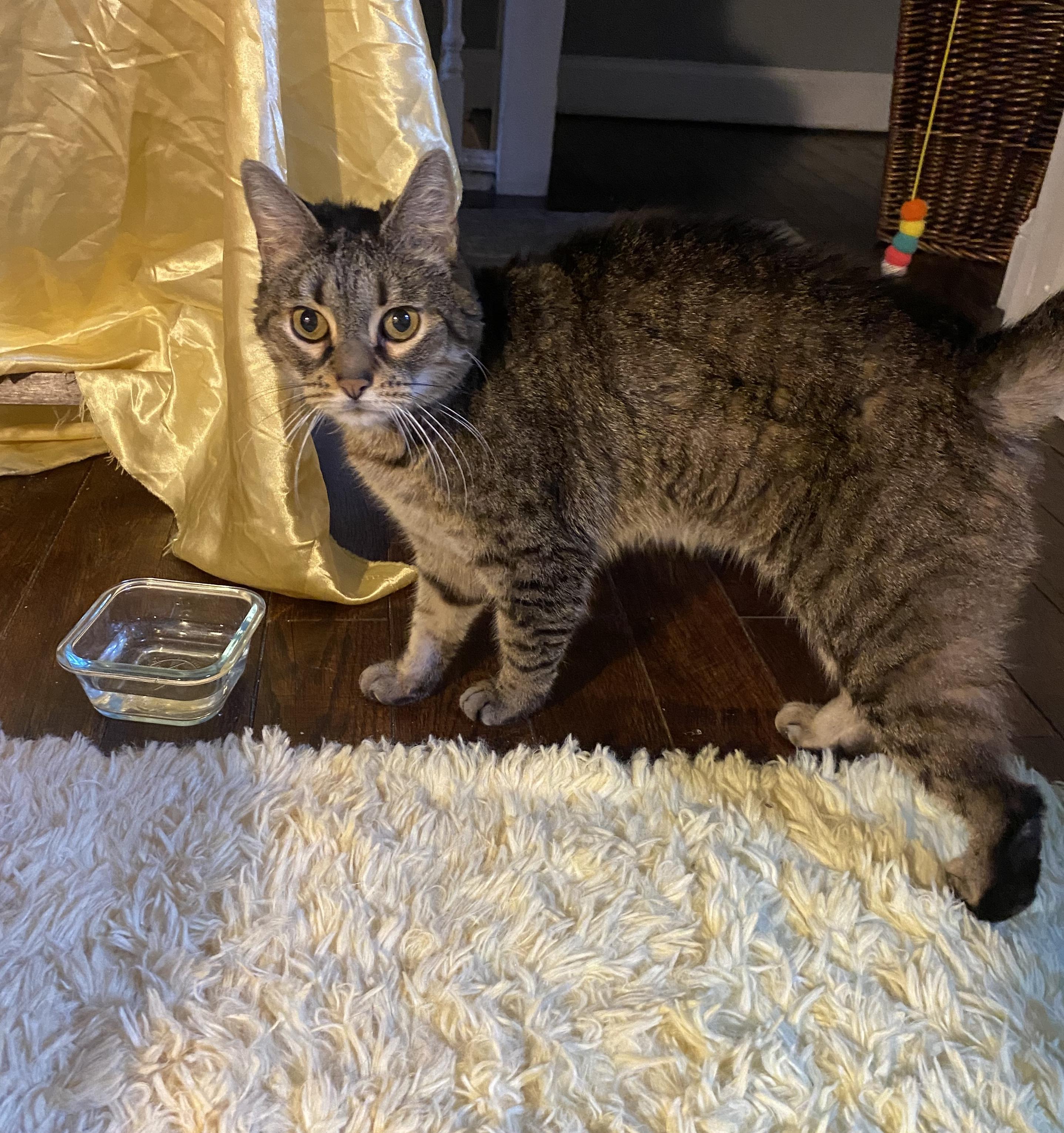 Bartlett Periwinkle, a Adoptable Domestic Short Hair in Philadelphia, PA image 5/5