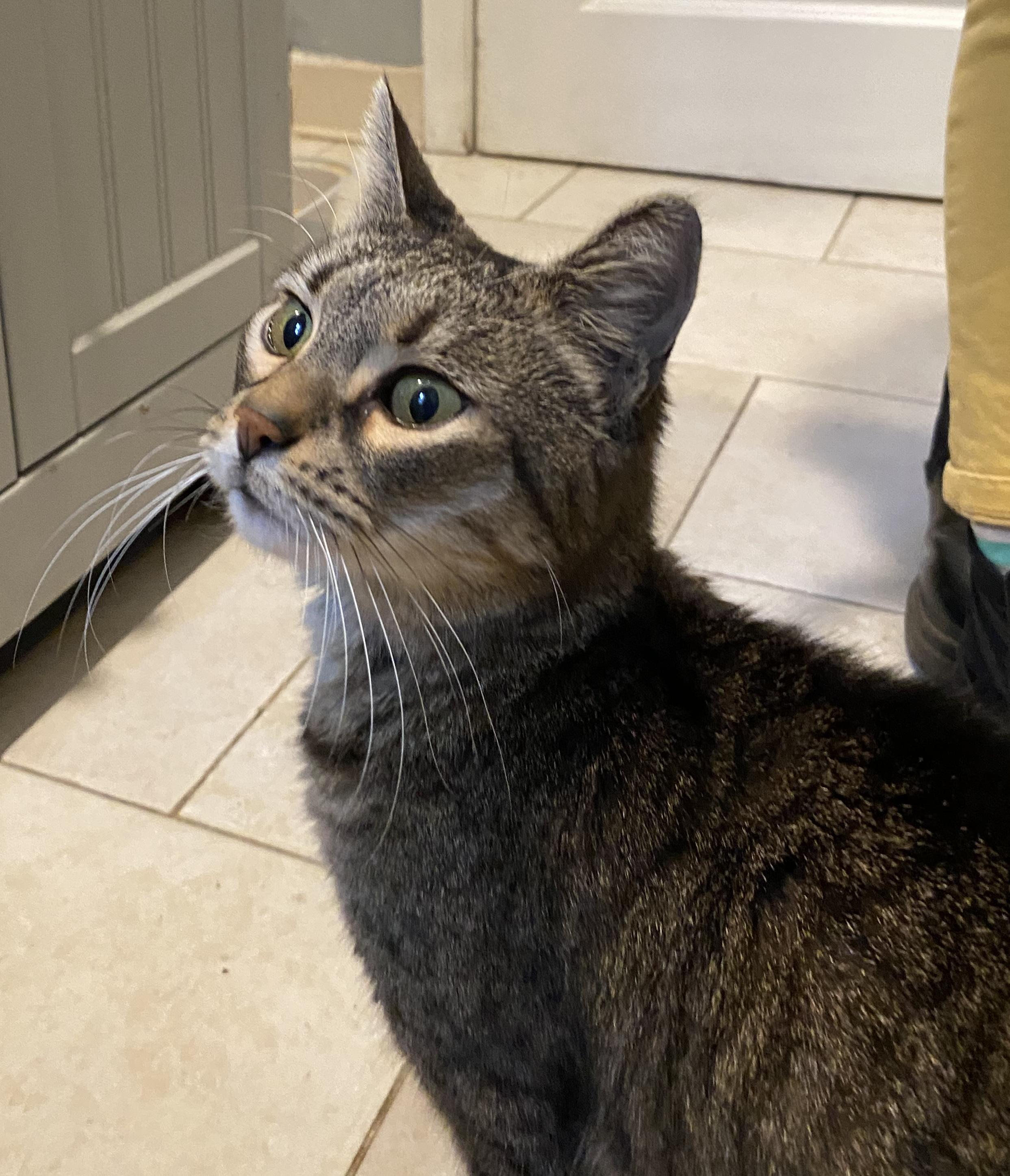 Bartlett Periwinkle, a Adoptable Domestic Short Hair in Philadelphia, PA image 1/5