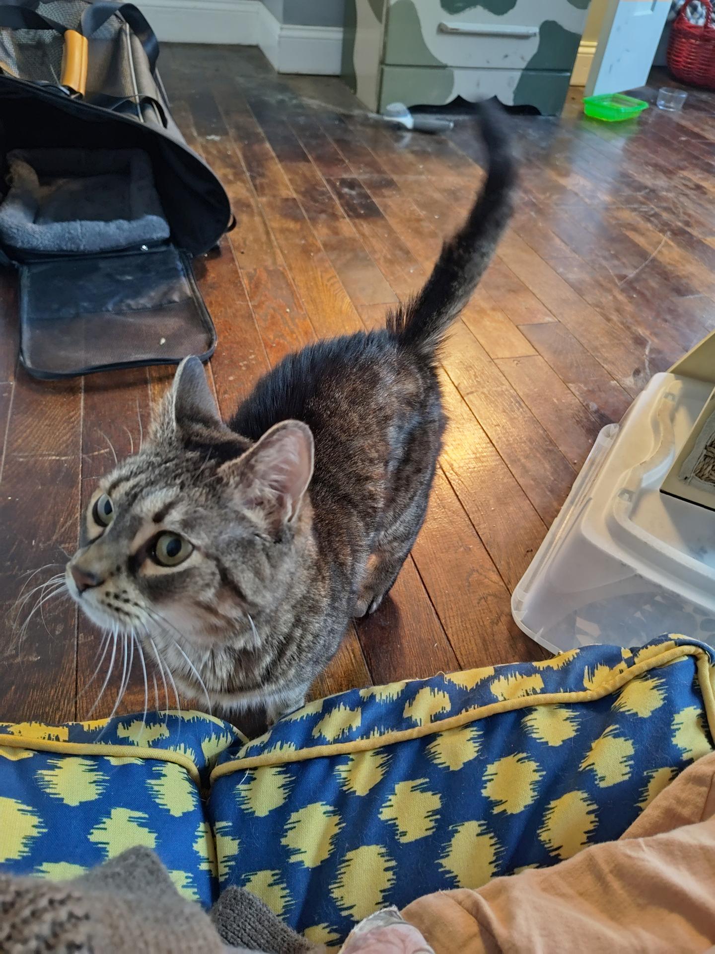 Bartlett Periwinkle, a Adoptable Domestic Short Hair in Philadelphia, PA image 2/5