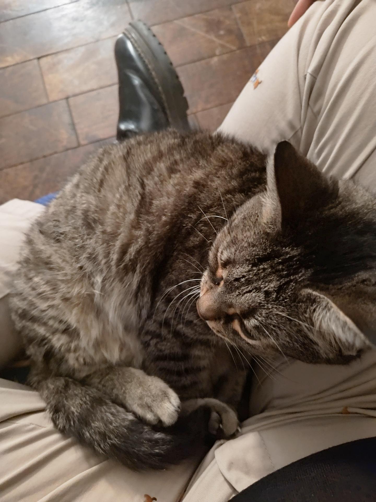 Bartlett Periwinkle, a Adoptable Domestic Short Hair in Philadelphia, PA image 3/5