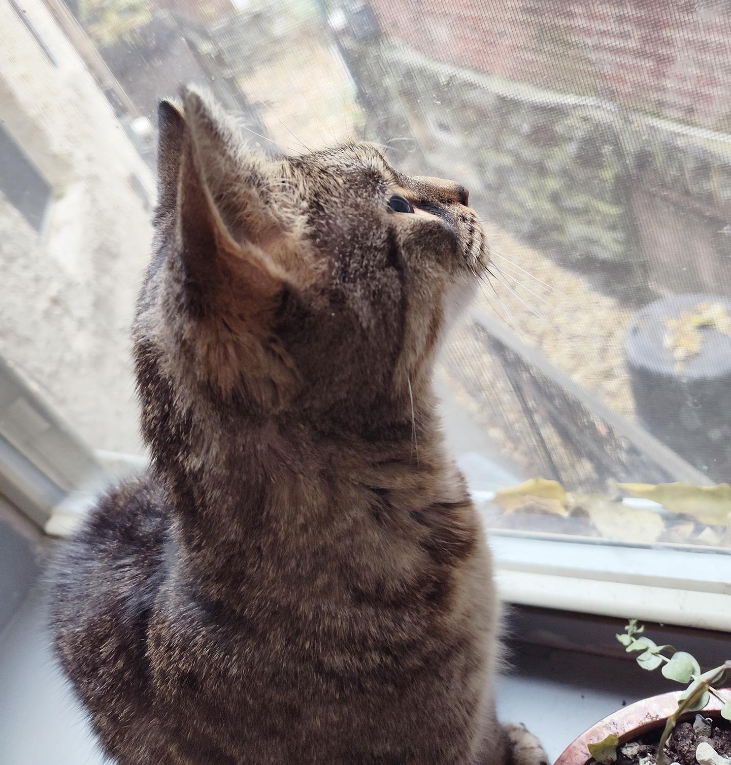 Bartlett Periwinkle, a Adoptable Domestic Short Hair in Philadelphia, PA image 4/5