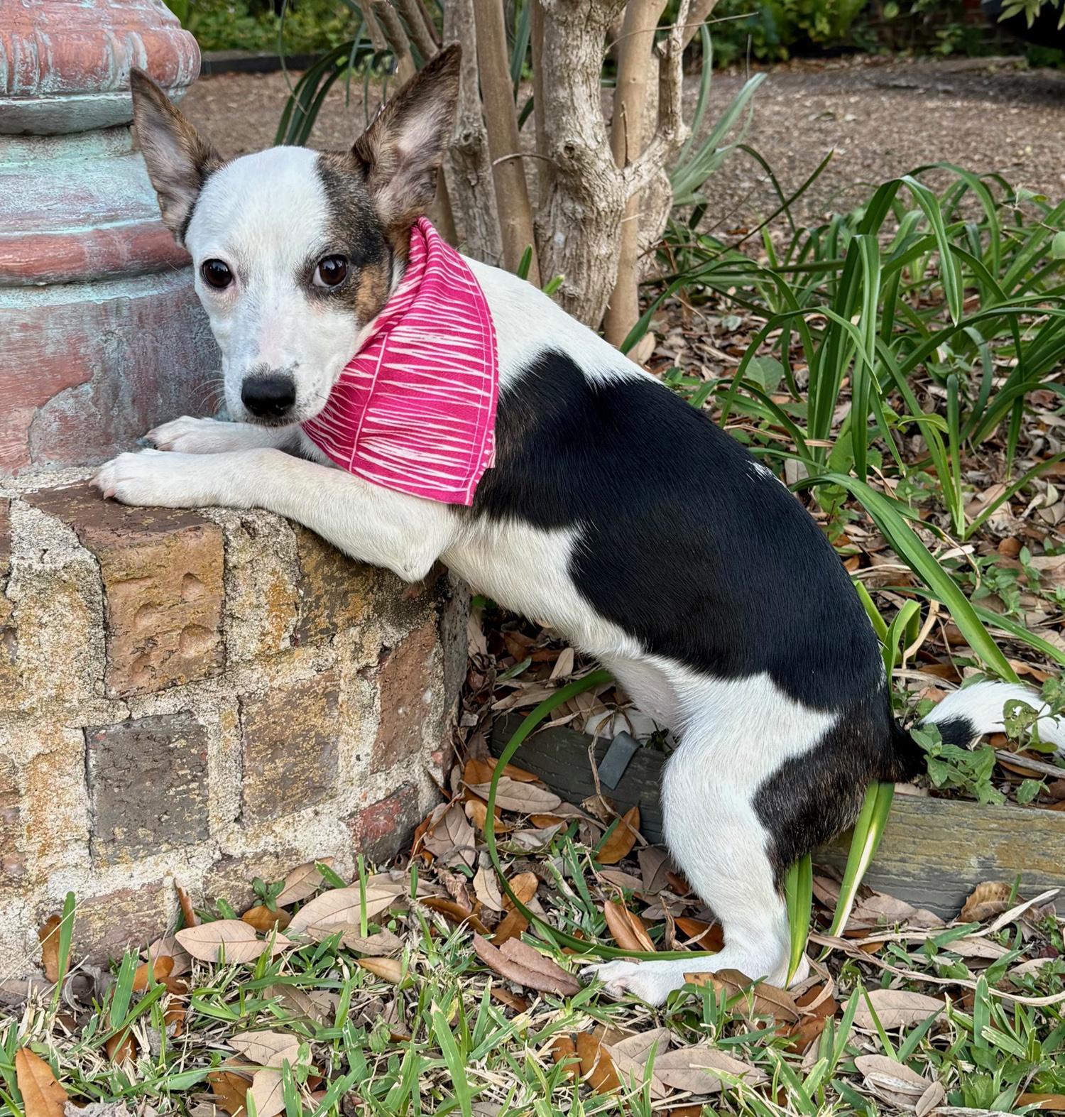 Enlarge PHOEBE- playful & smart!, a Adoptable mixed breed in Richmond, VA image 5/6