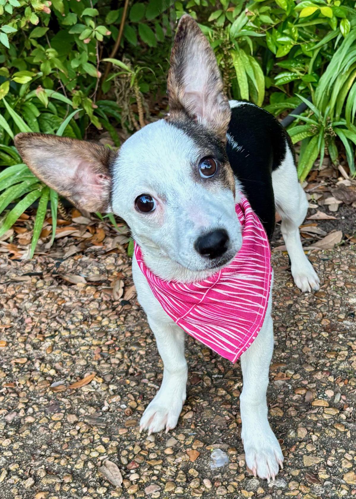 Enlarge PHOEBE- playful & smart!, a Adoptable mixed breed in Richmond, VA image 6/6