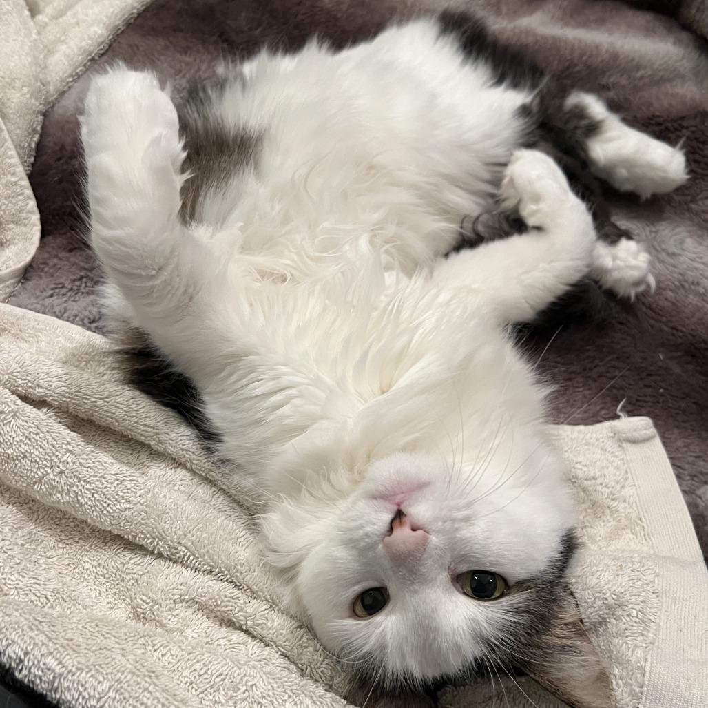 Mima — thumbnail 3