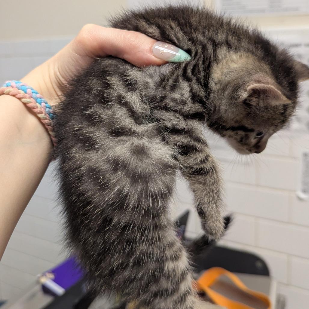 McStripes, Adoptable, Kitten Male Domestic Short Hair.