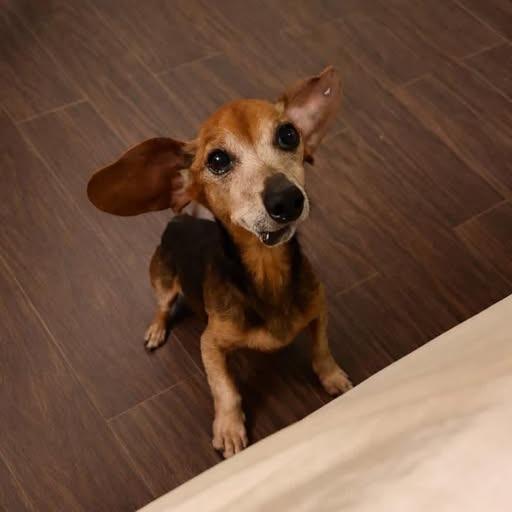 Rocky, Adoptable, Senior Male Dachshund.