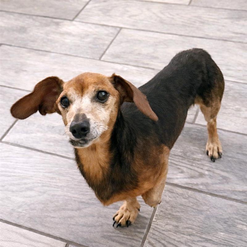 Enlarge Rocky, a Adoptable Dachshund in Baton Rouge, LA image 2/2