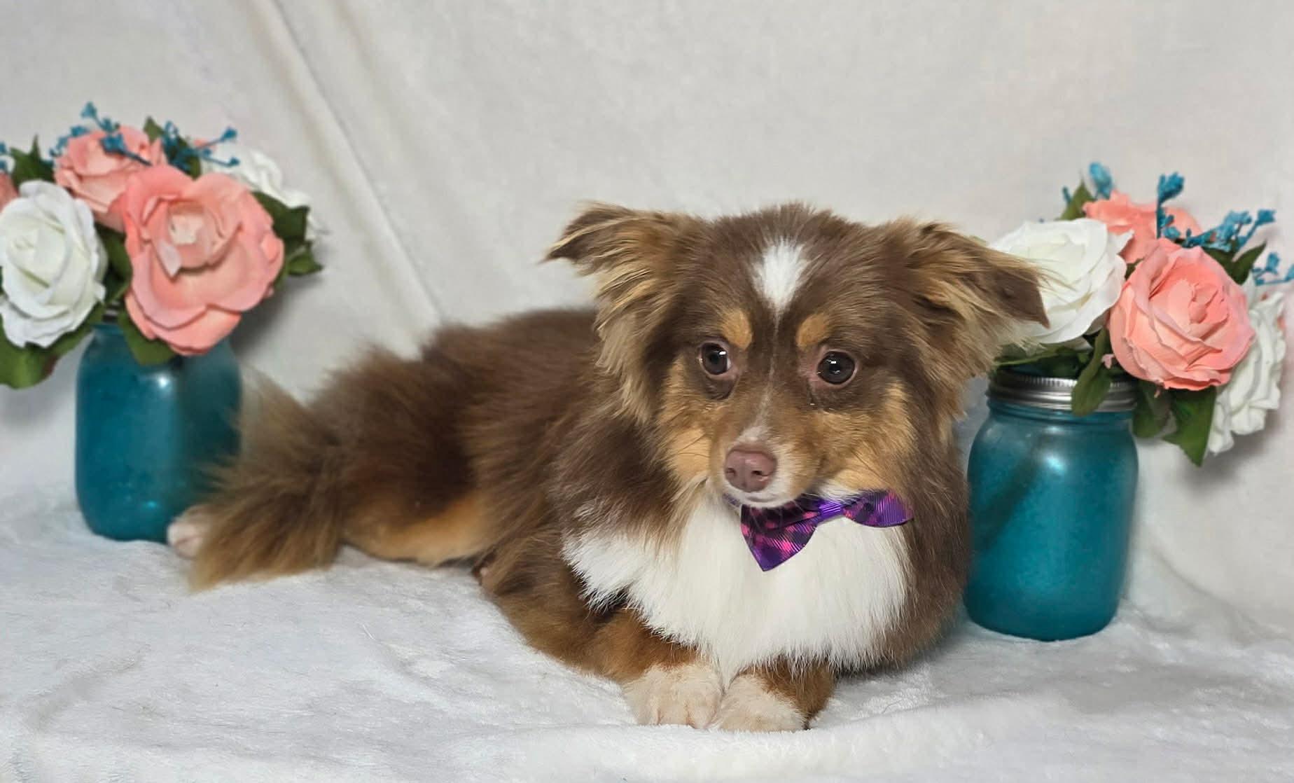 Enlarge Barry, a ADOPTABLE Australian Shepherd in Oklahoma City, OK image 2/3