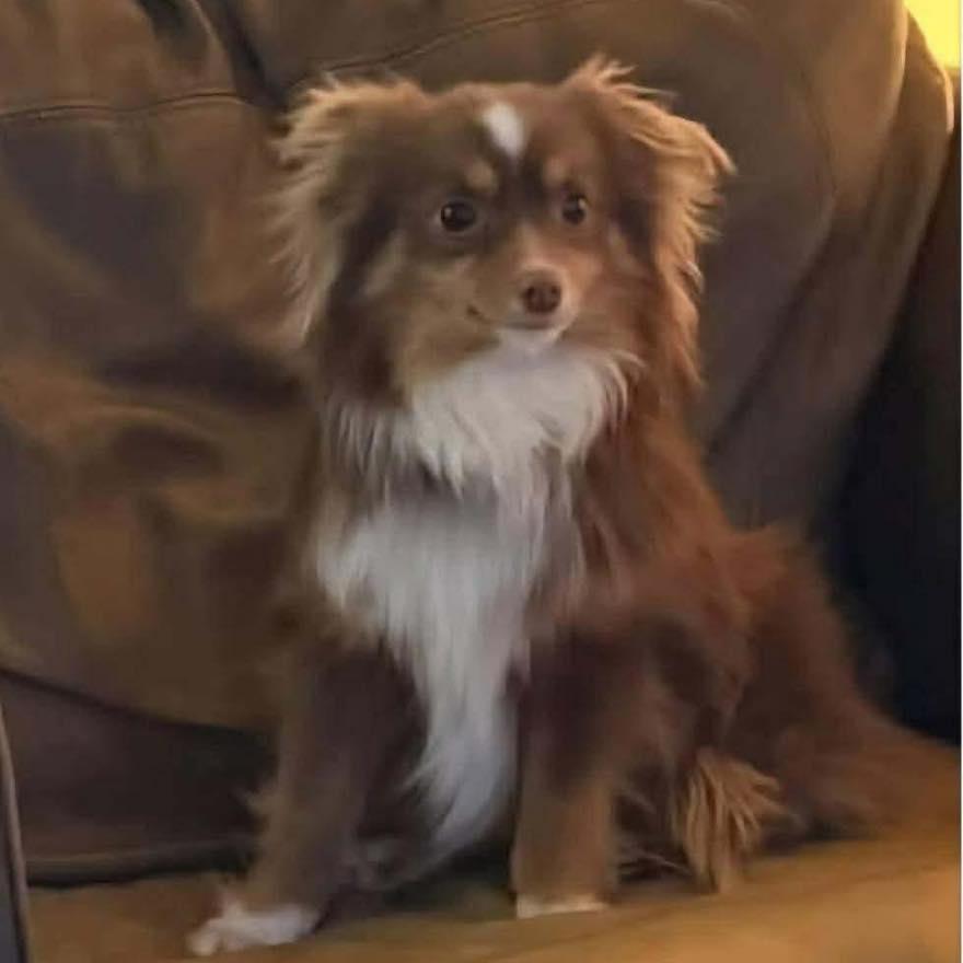 Enlarge Barry, a ADOPTABLE Australian Shepherd in Oklahoma City, OK image 3/3