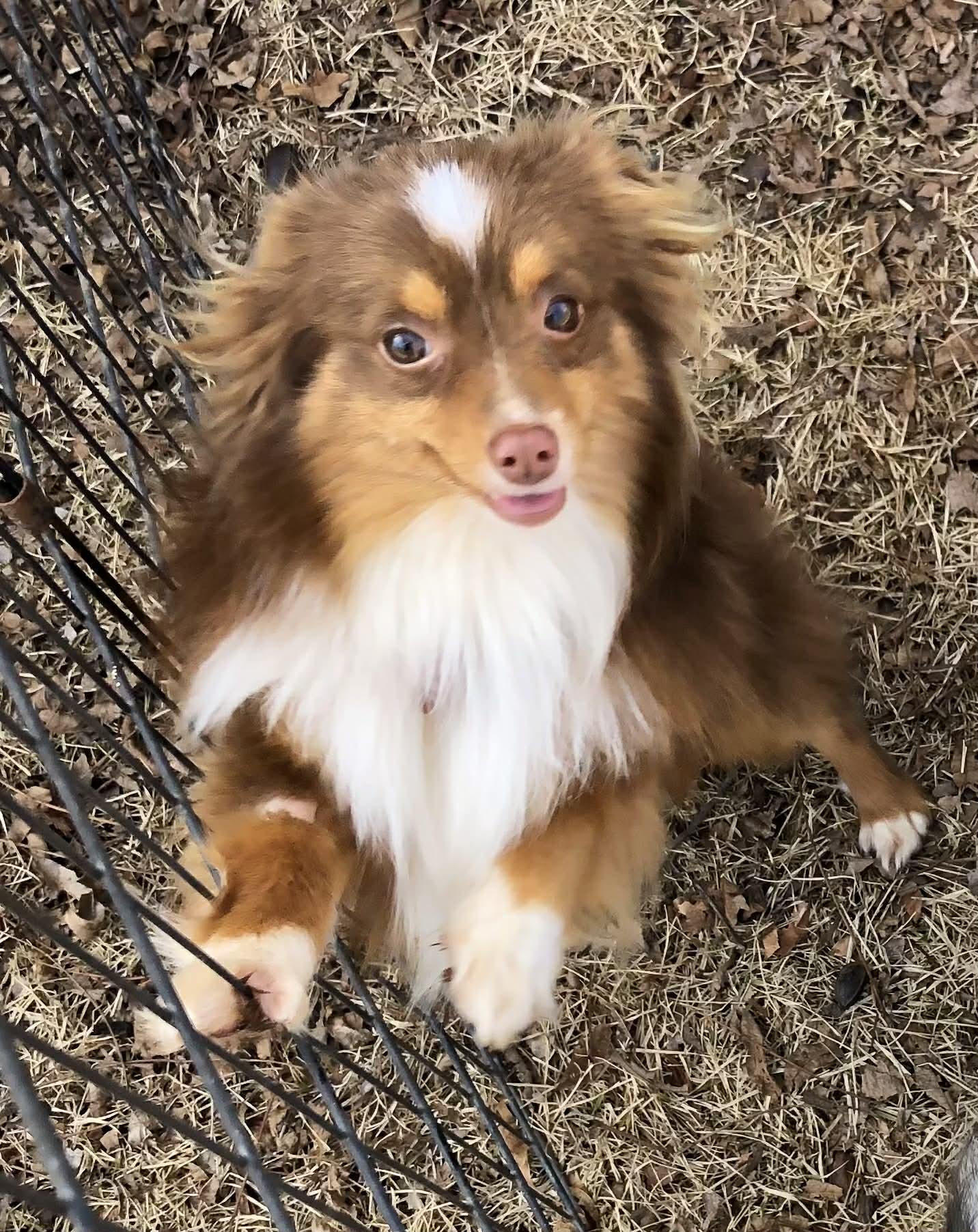 Barry, ADOPTABLE, Young Male Australian Shepherd.