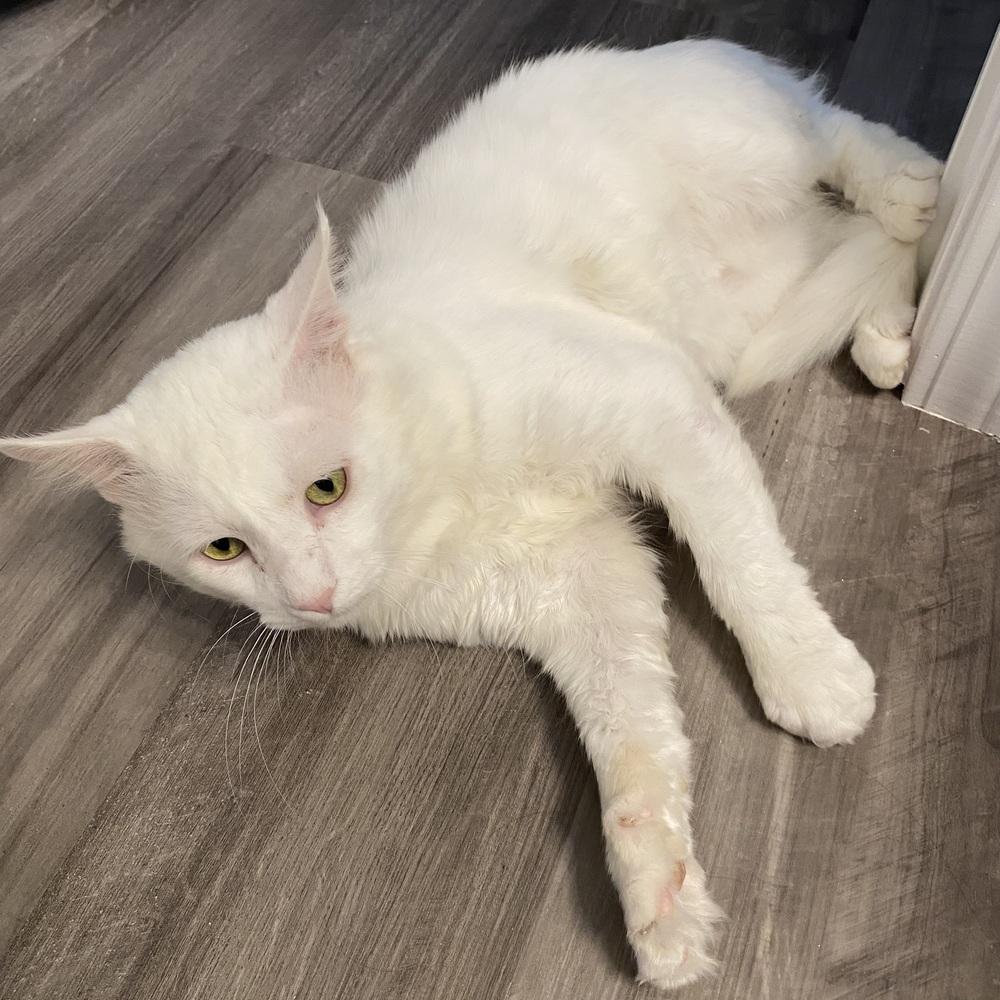 Enlarge Beau CR, a Adoptable Domestic Medium Hair in Greenville, SC image 1/6