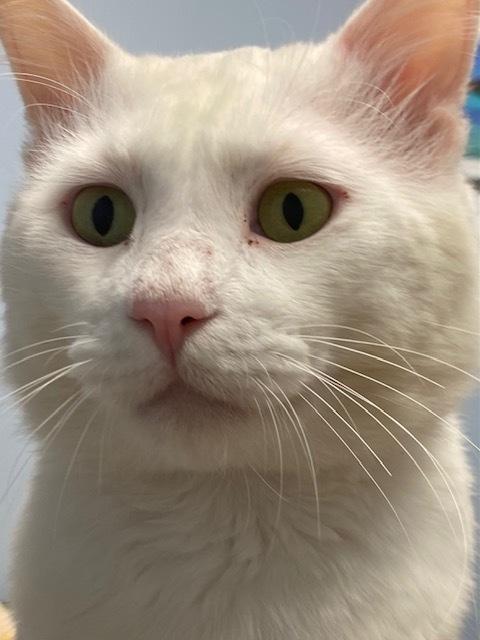 Enlarge Beau CR, a Adoptable Domestic Medium Hair in Greenville, SC image 2/6