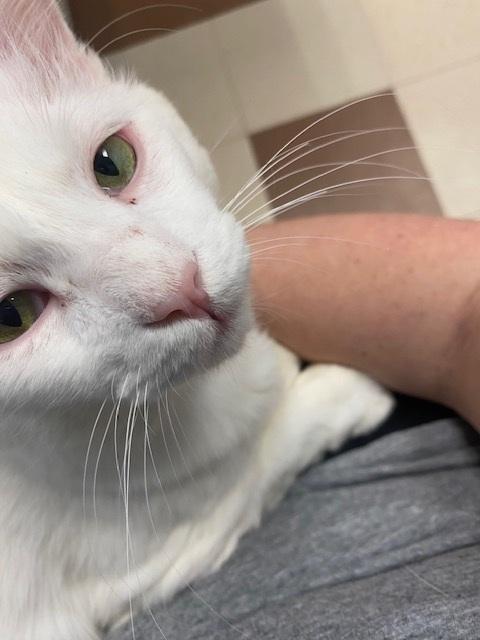 Enlarge Beau CR, a Adoptable Domestic Medium Hair in Greenville, SC image 3/6
