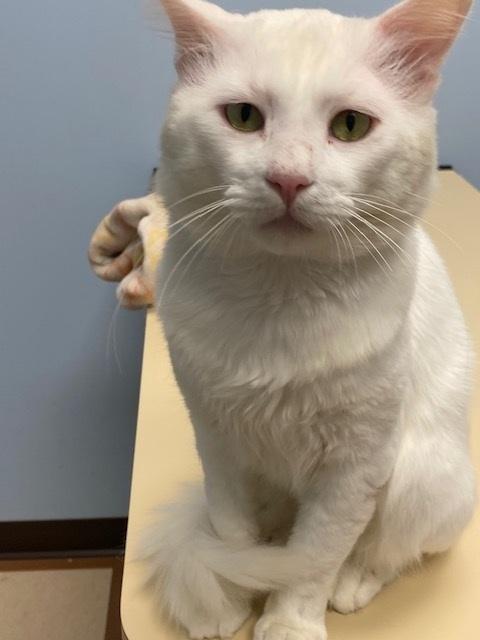 Enlarge Beau CR, a Adoptable Domestic Medium Hair in Greenville, SC image 4/6