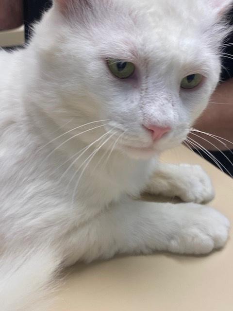 Enlarge Beau CR, a Adoptable Domestic Medium Hair in Greenville, SC image 5/6