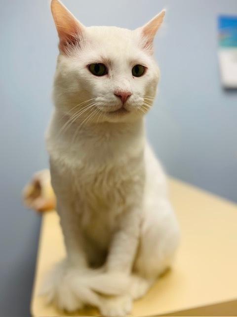 Enlarge Beau CR, a Adoptable Domestic Medium Hair in Greenville, SC image 6/6