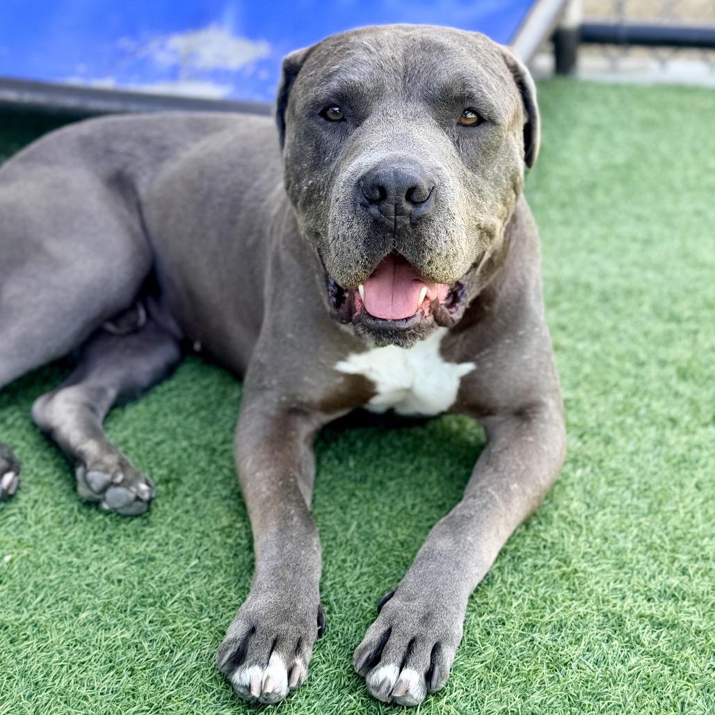 Enlarge CLYDE-A2141559, a Adoptable Pit Bull Terrier in Mission Hills, CA image 2/6