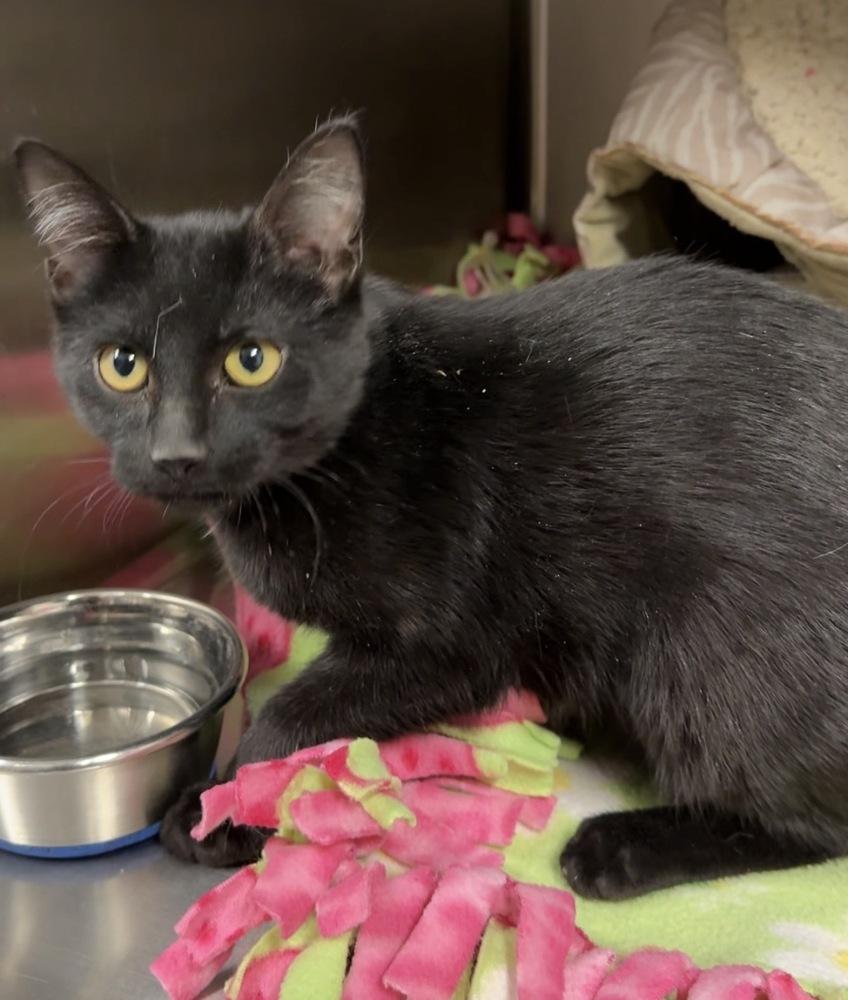 Enlarge Blynken, a Adoptable mixed breed in Bemidji, MN image 1/2