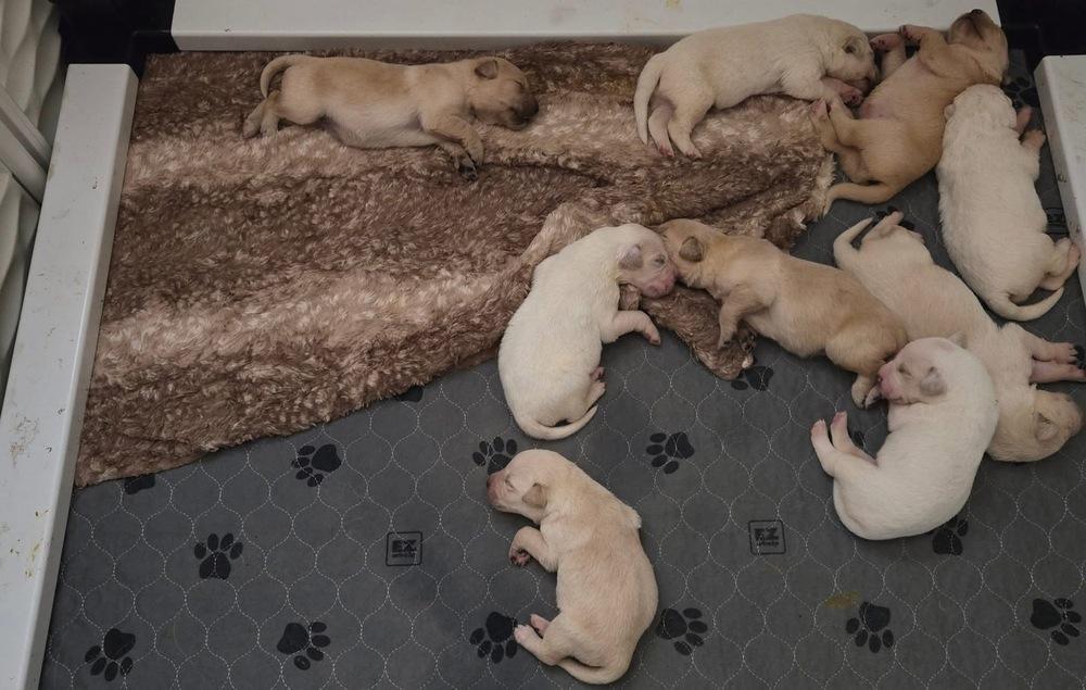 Enlarge Timonen / Daffy, a Adopted mixed breed in Broomfield, CO image 1/5