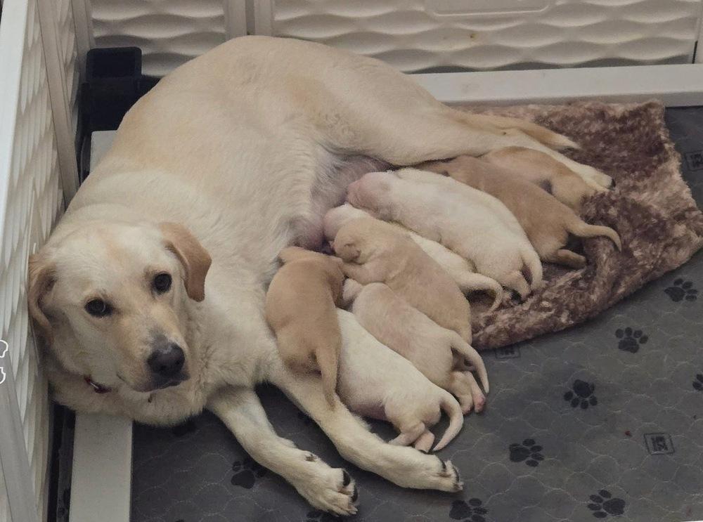 Enlarge Timonen / Daffy, a Adopted mixed breed in Broomfield, CO image 2/5