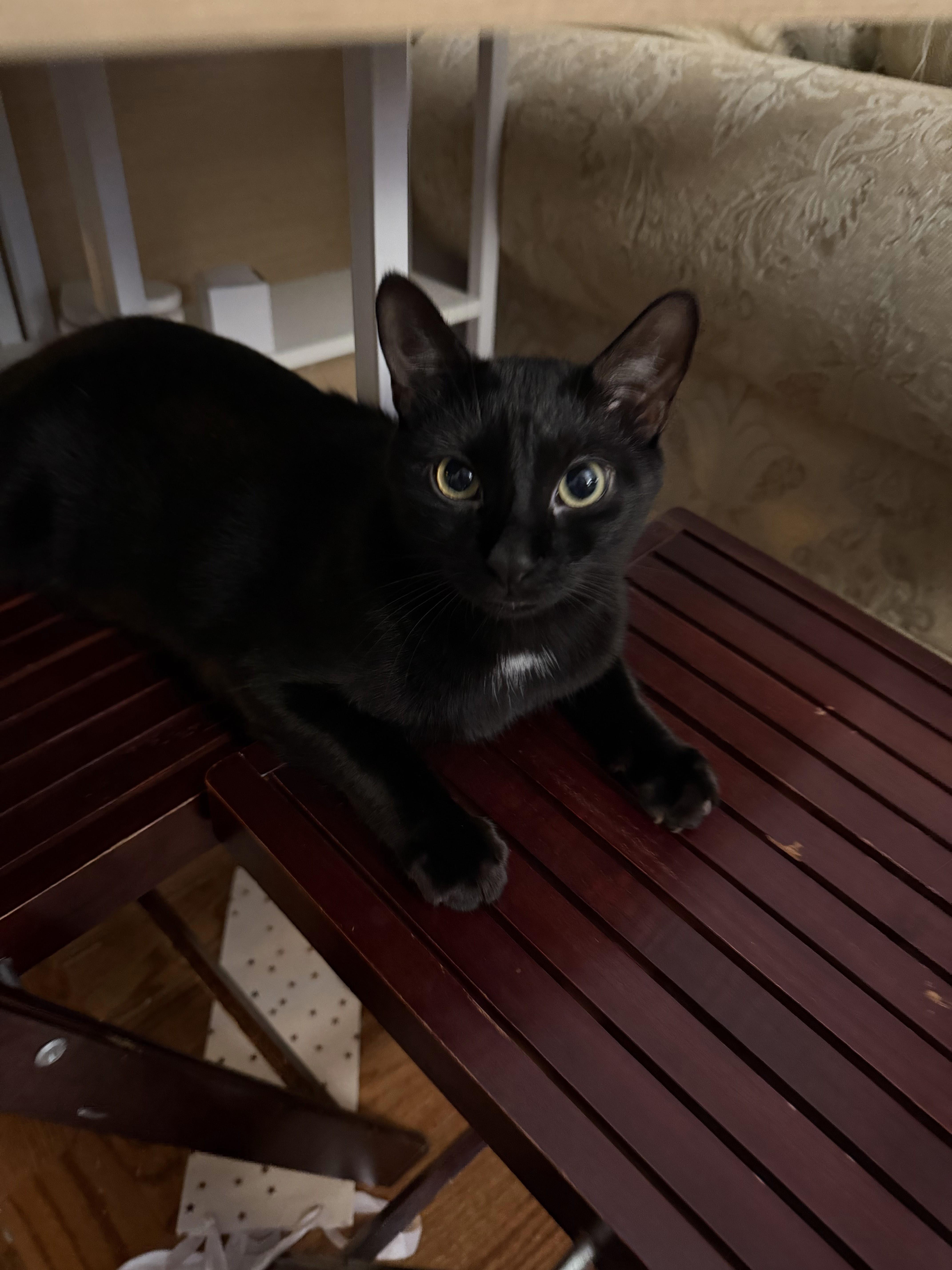 Enlarge Andy, a Adoptable Domestic Short Hair in brooklyn, NY image 2/6