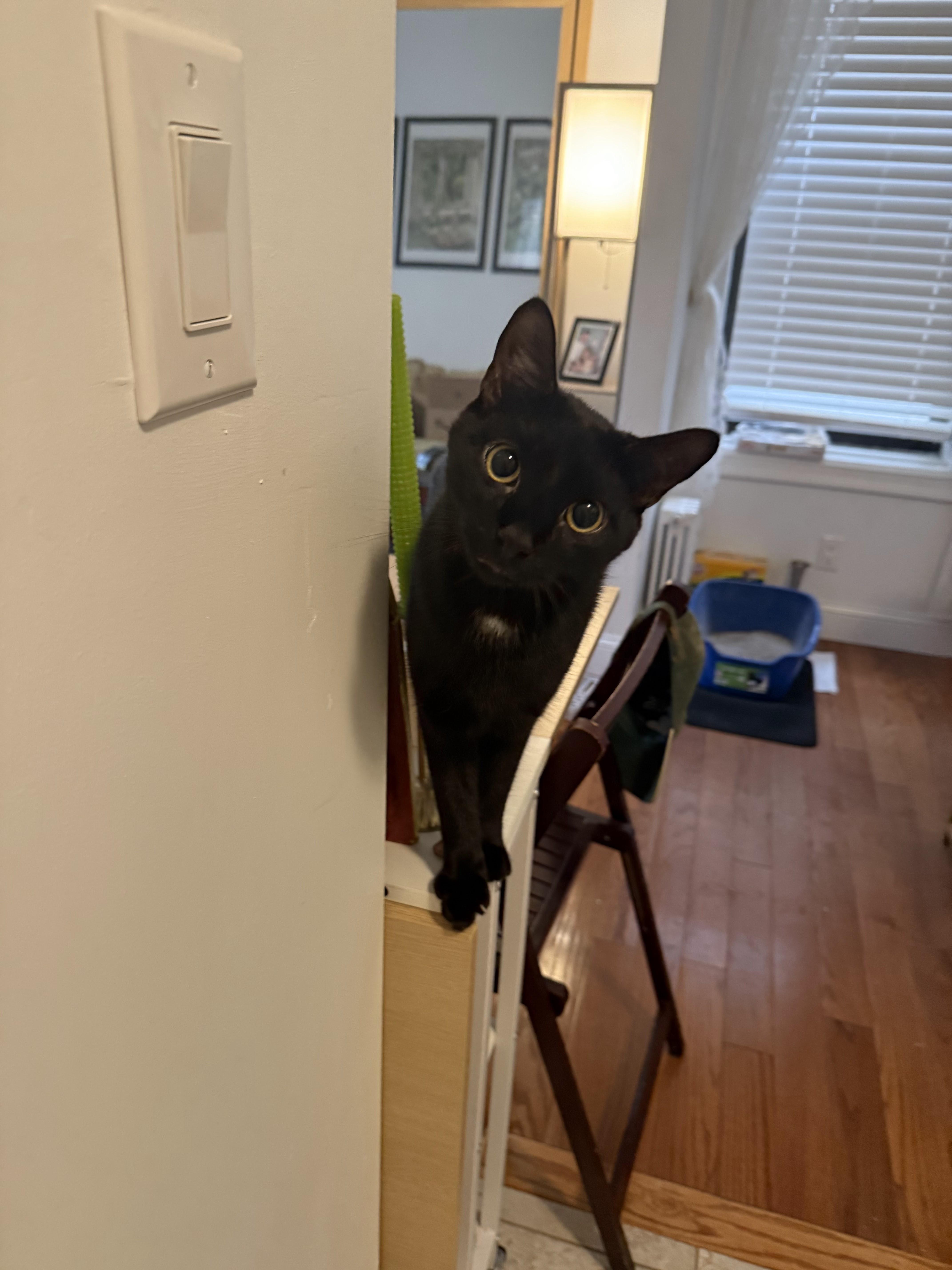 Enlarge Andy, a Adoptable Domestic Short Hair in brooklyn, NY image 3/6