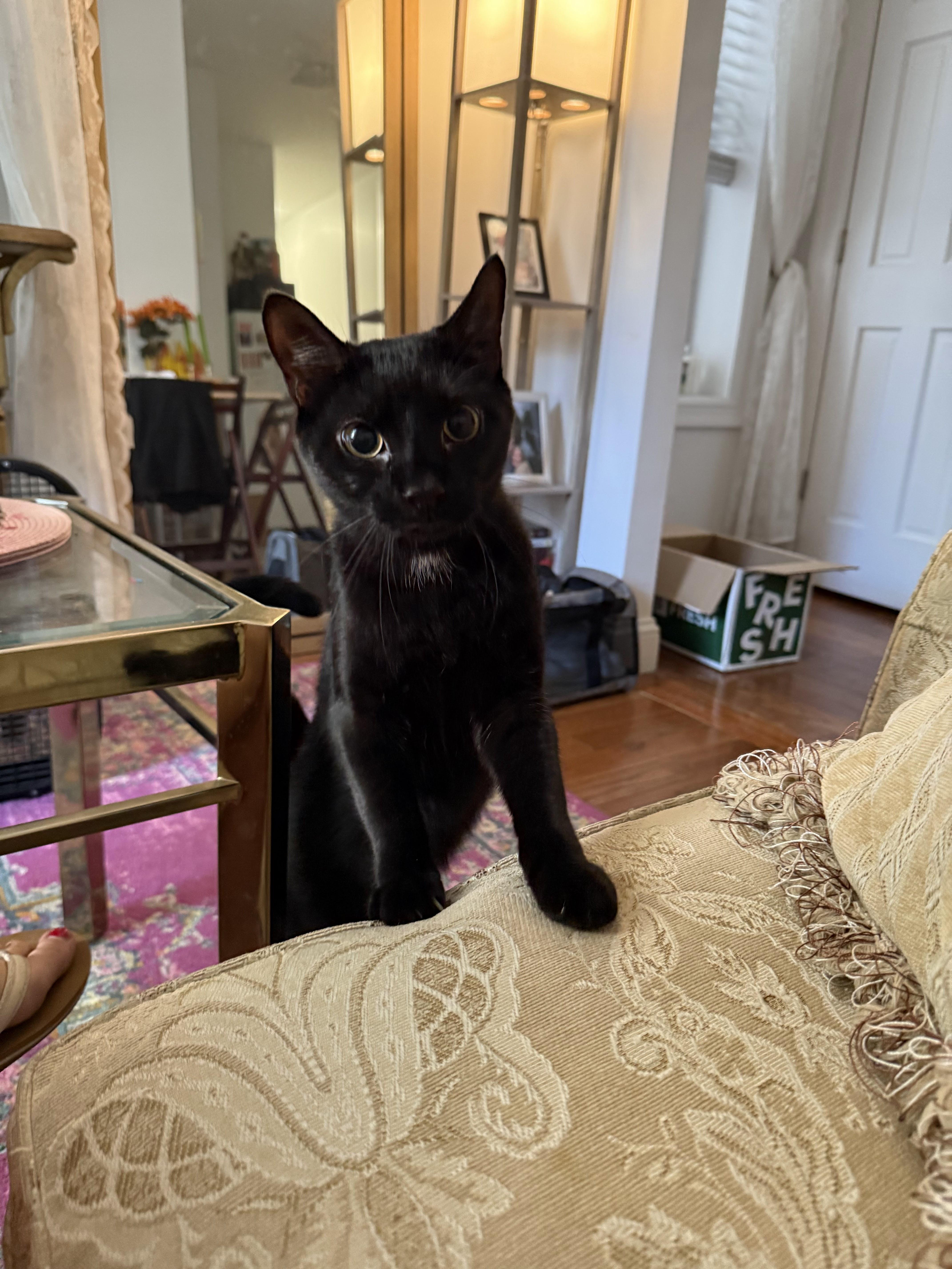 Enlarge Andy, a Adoptable Domestic Short Hair in brooklyn, NY image 1/6