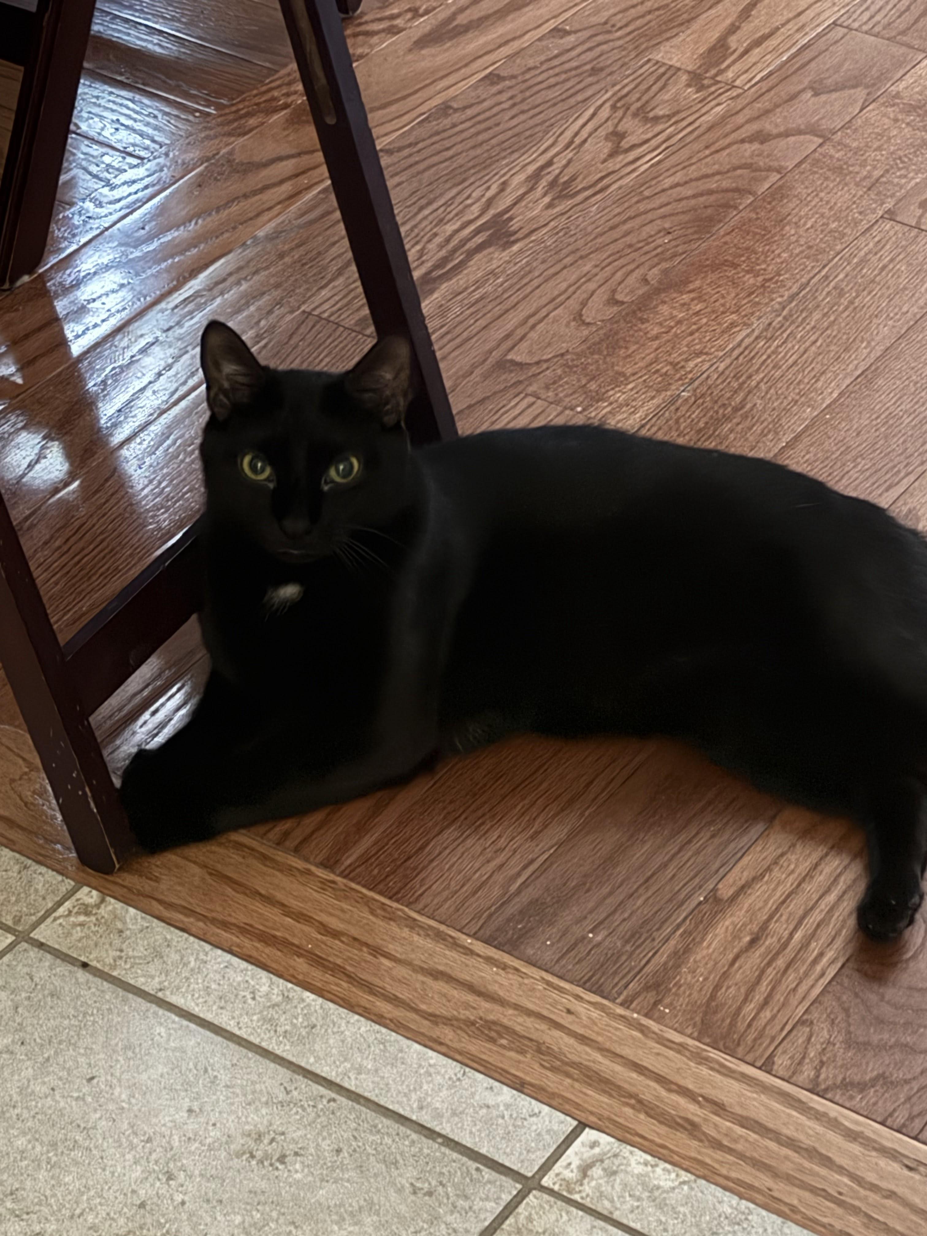 Enlarge Andy, a Adoptable Domestic Short Hair in brooklyn, NY image 5/6