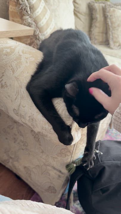 Enlarge Andy, a Adoptable Domestic Short Hair in brooklyn, NY video 6/6