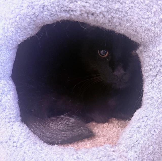 Shorty, ADOPTABLE, Adult Male Domestic Short Hair.