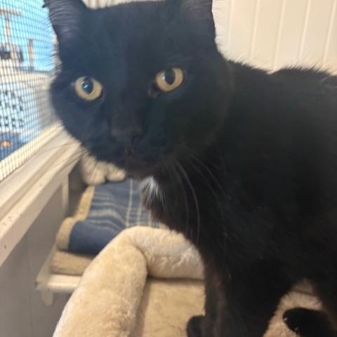 Shorty, a ADOPTABLE Domestic Short Hair in Grass Valley, CA image 2/2