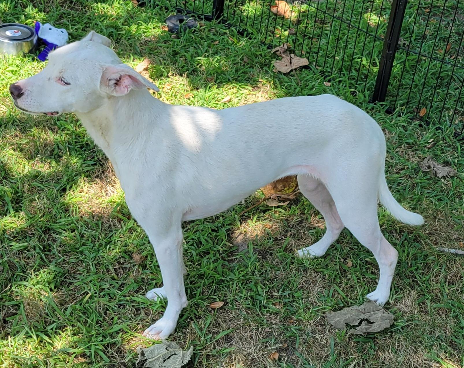 Enlarge Ri-Ra, a Adoptable mixed breed in Elwood, NJ image 5/5