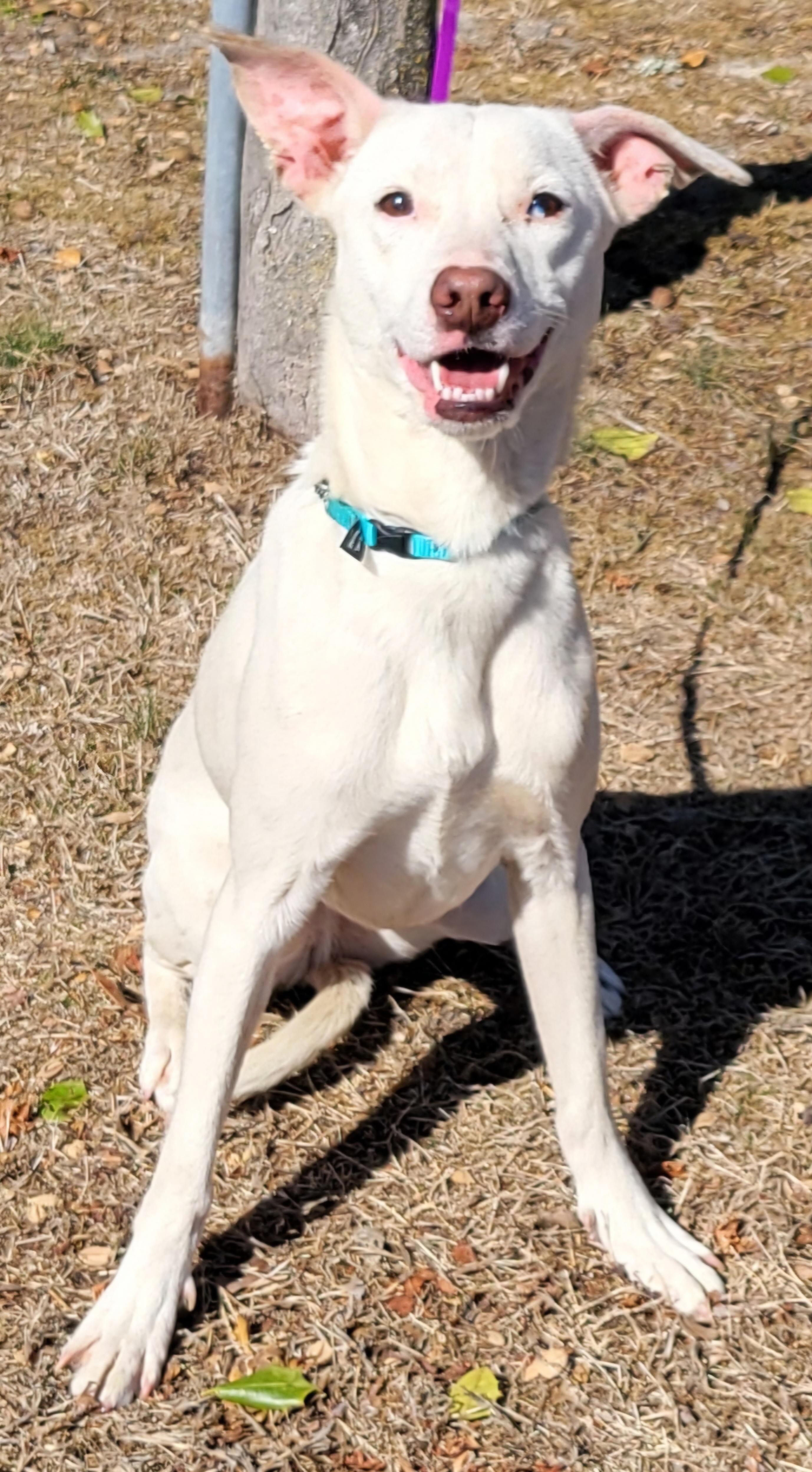 Enlarge Ri-Ra, a Adoptable mixed breed in Elwood, NJ image 4/5