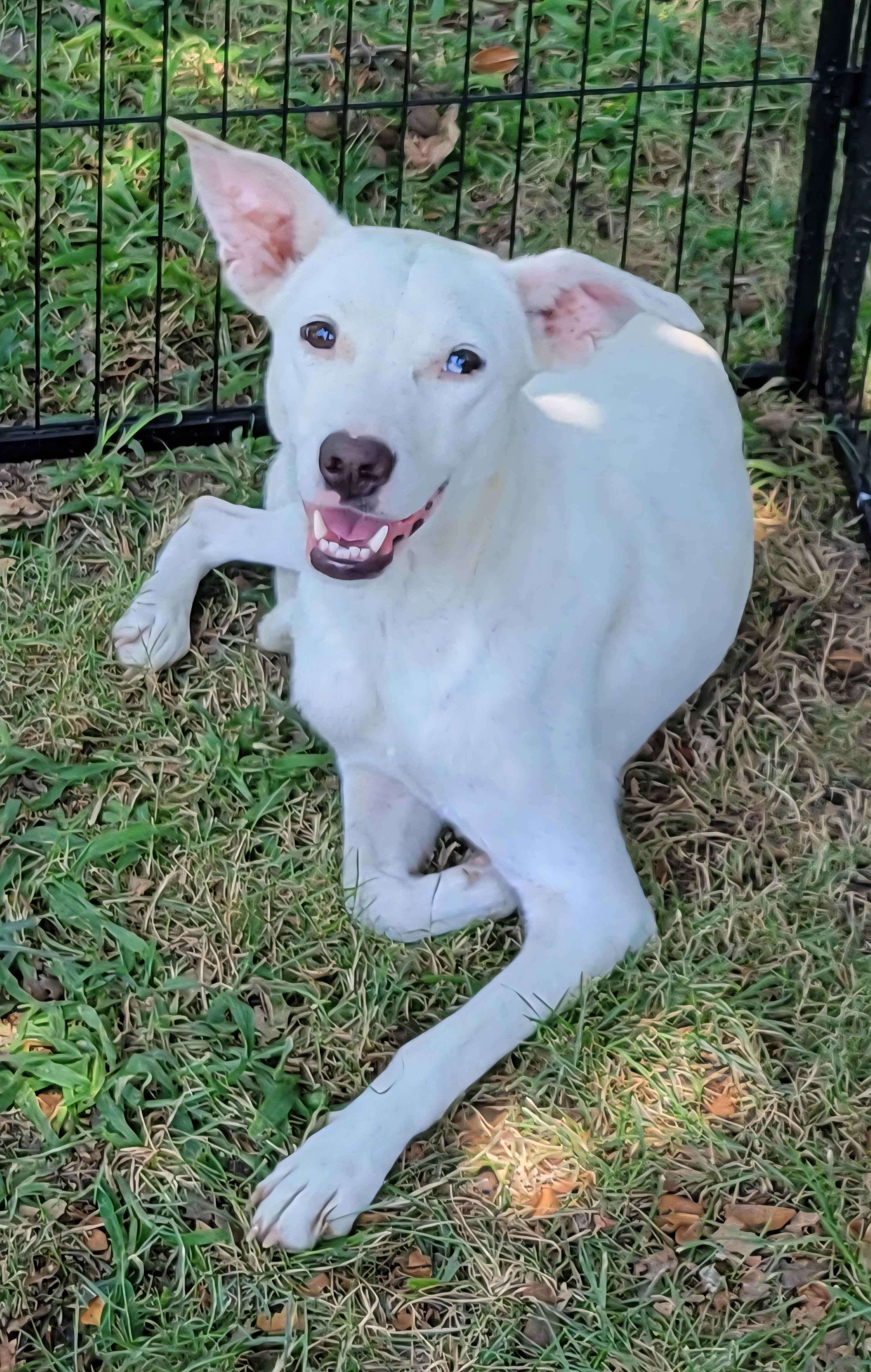 Ri-Ra, Adoptable, Adult Female Whippet & Mixed Breed.