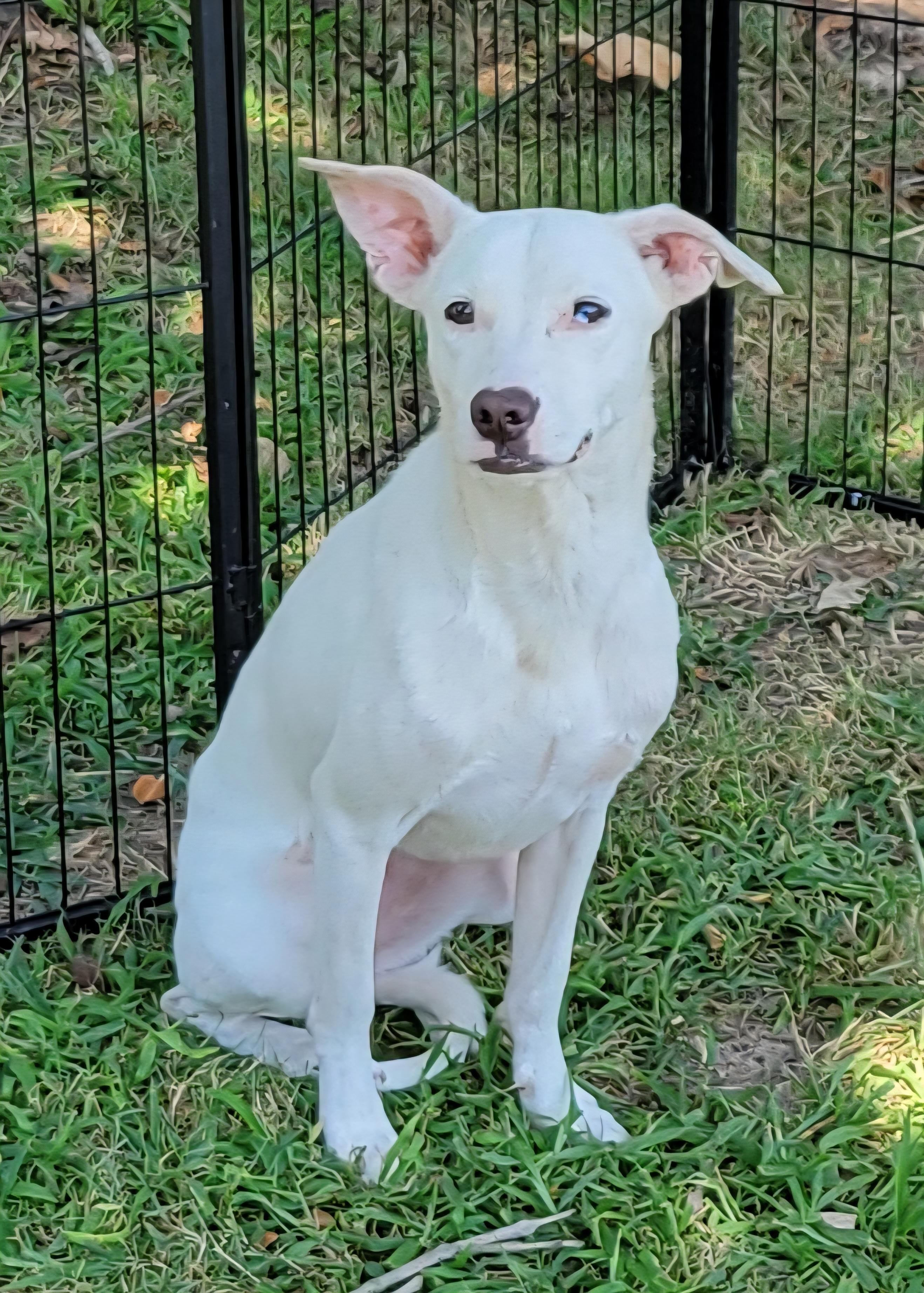 Enlarge Ri-Ra, a Adoptable mixed breed in Elwood, NJ image 2/5