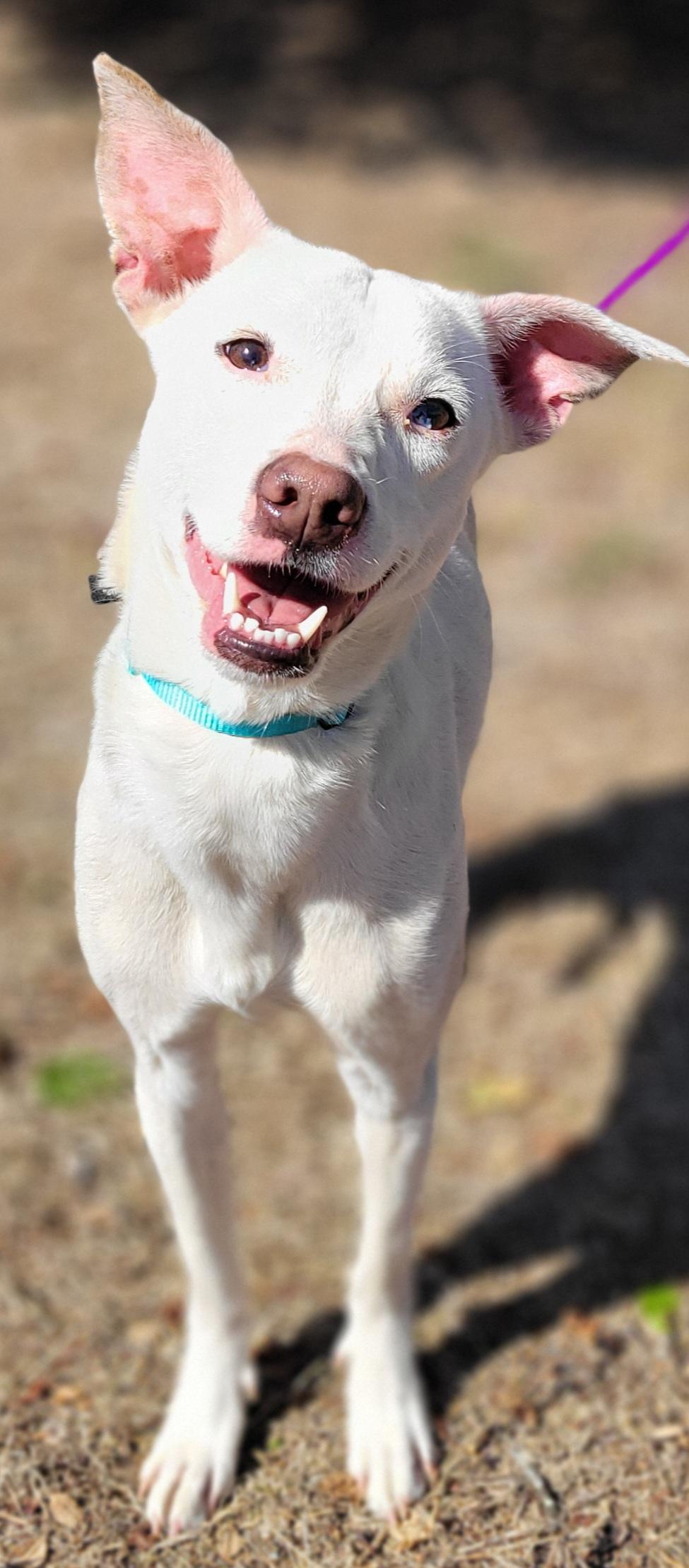 Enlarge Ri-Ra, a Adoptable mixed breed in Elwood, NJ image 3/5