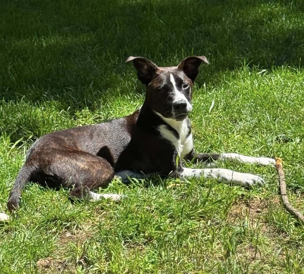 Dandelion, Adoptable, Puppy Female Shepherd.