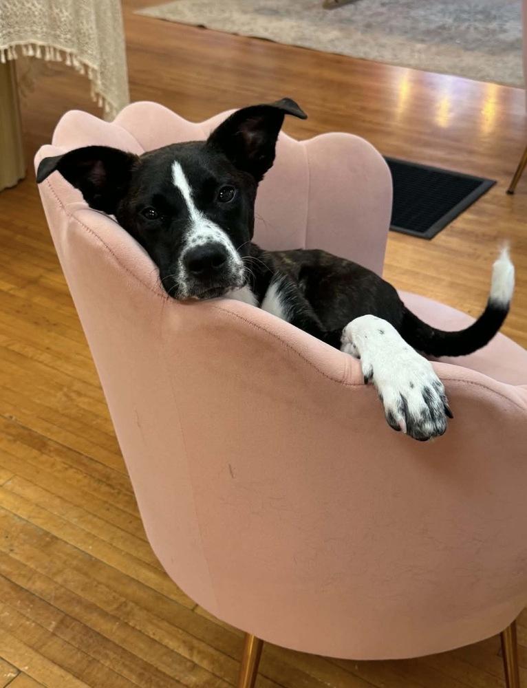 Dandelion, a Adoptable mixed breed in South Bend, IN image 2/3